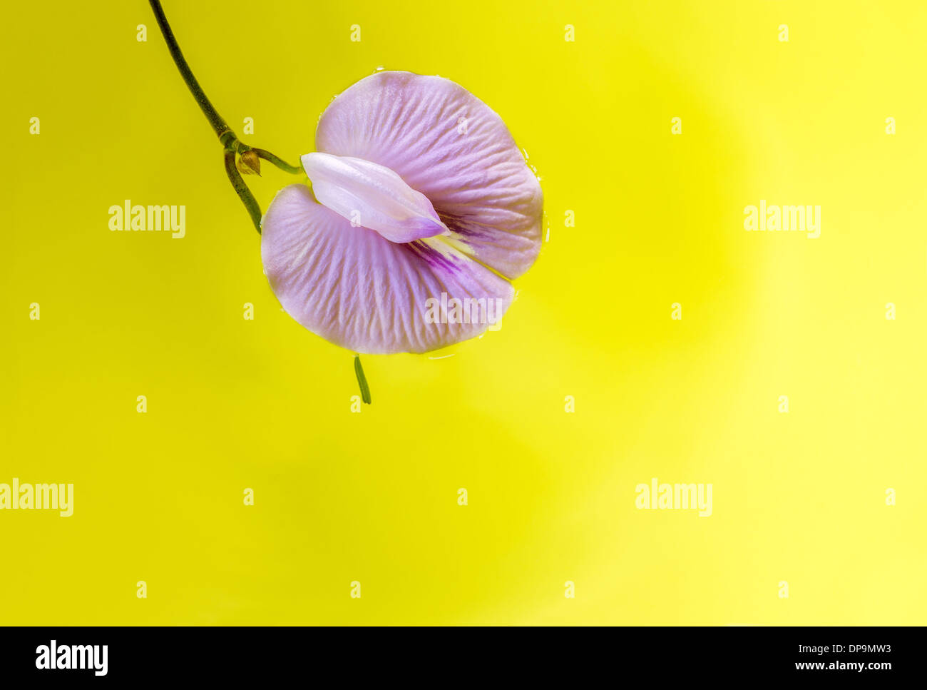purple bean flower floating on vivid yellow background. Stock Photo