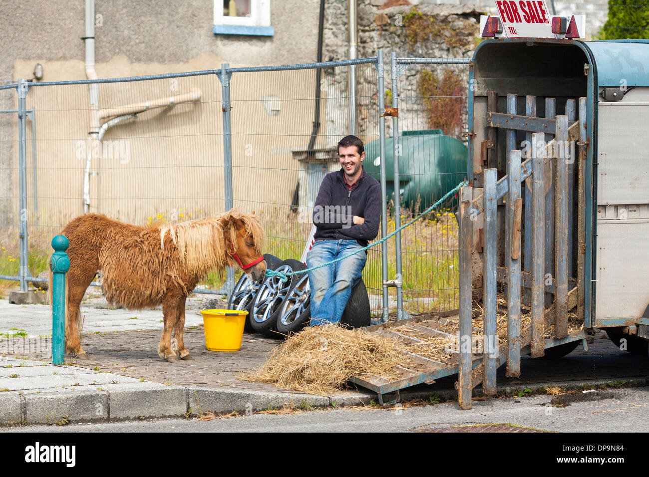 A miniature pony or horse eating hay while for sale at the weekly