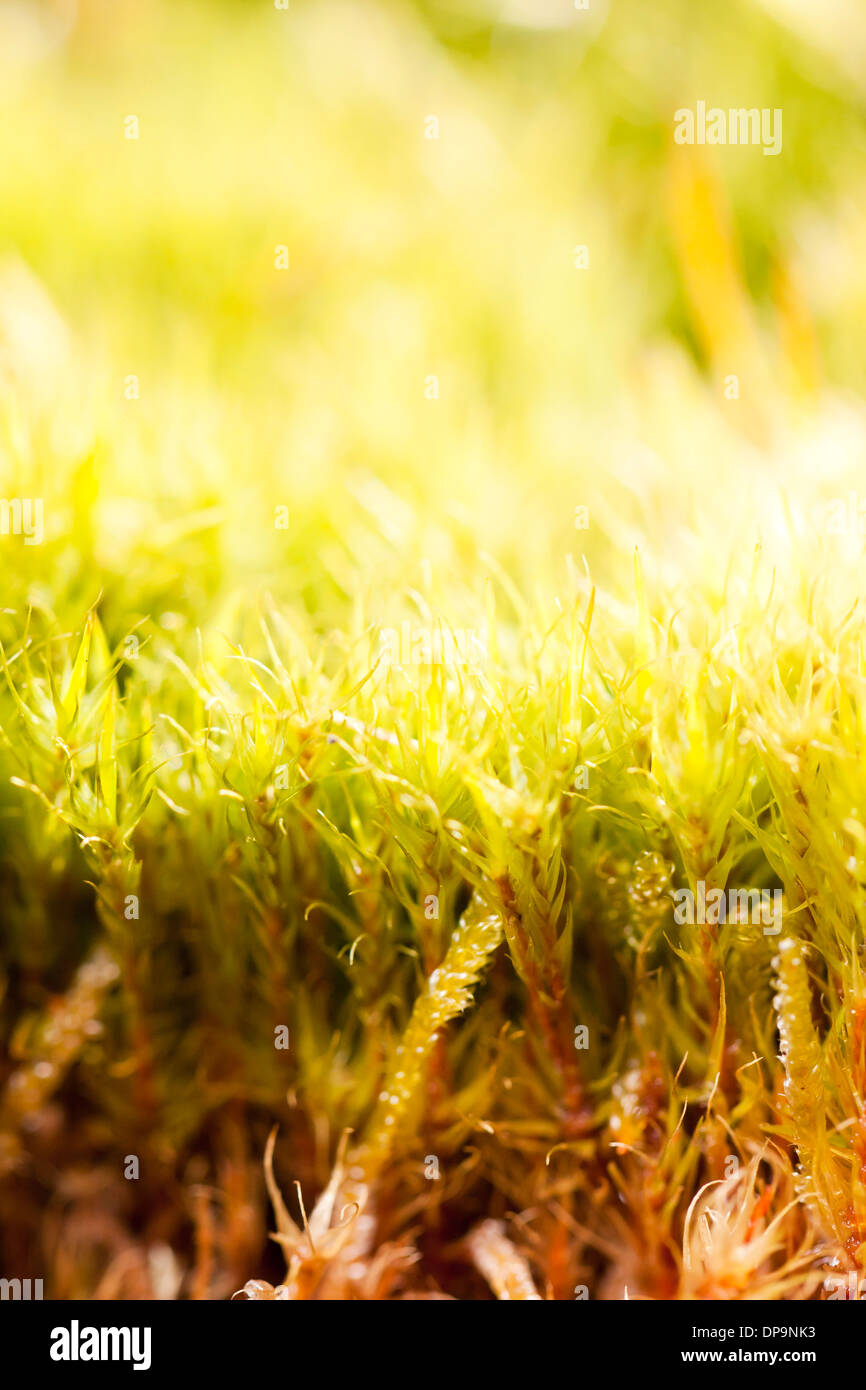 Moss plant hires stock photography and images Alamy