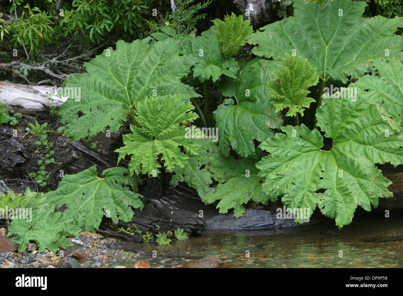 A Nalca or Pangue plant, Parque Aiken del Sur preserves a section of native forest near Puerto Chacabuco, Chile Stock Photo