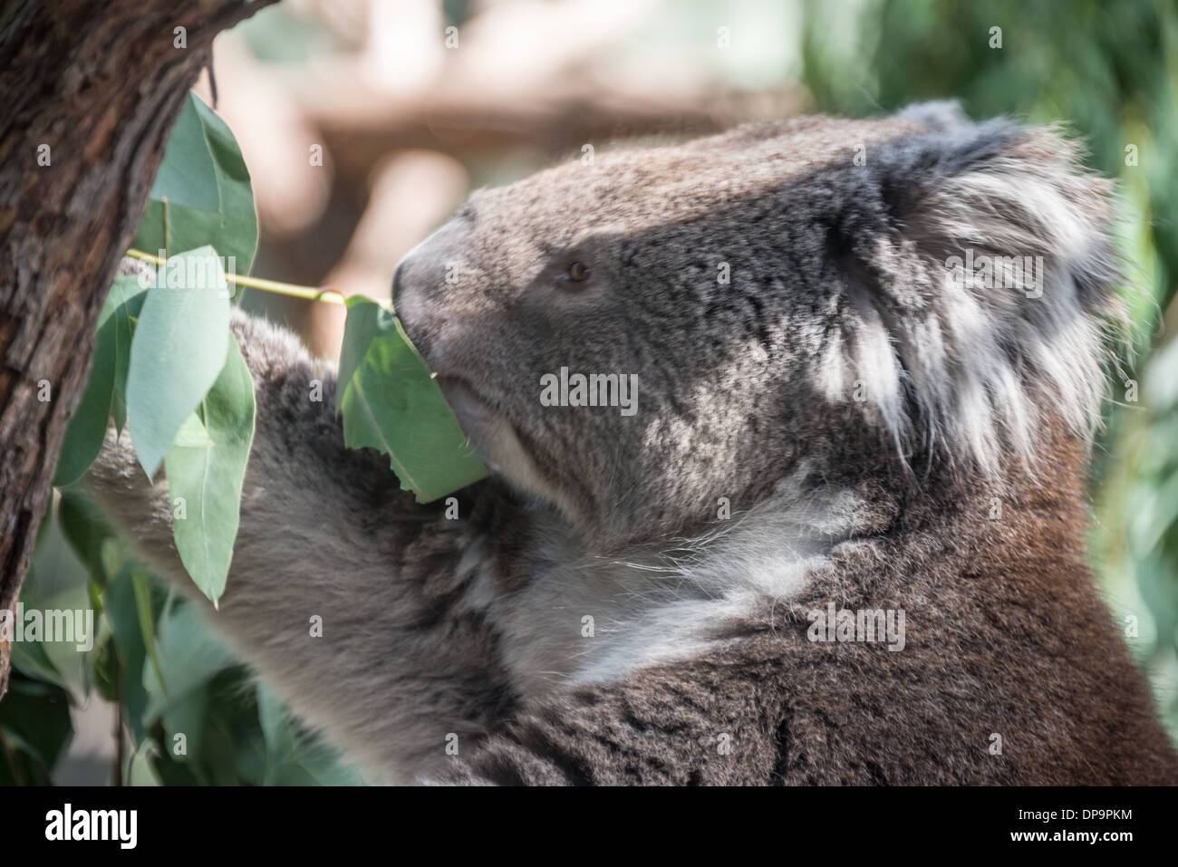 Koala eating gum leaves hi-res stock photography and images - Alamy