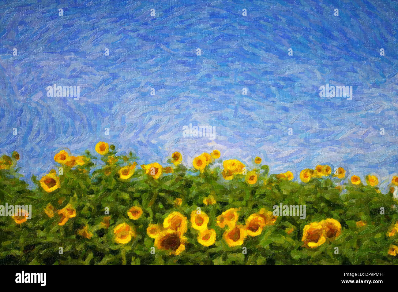 Sunflower Field Painting Oil High Resolution Stock Photography And