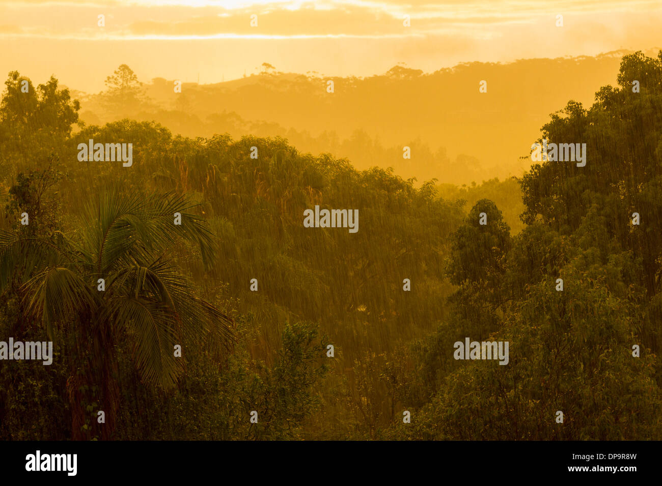 Monsoon rain in a rainforest at sunset Stock Photo