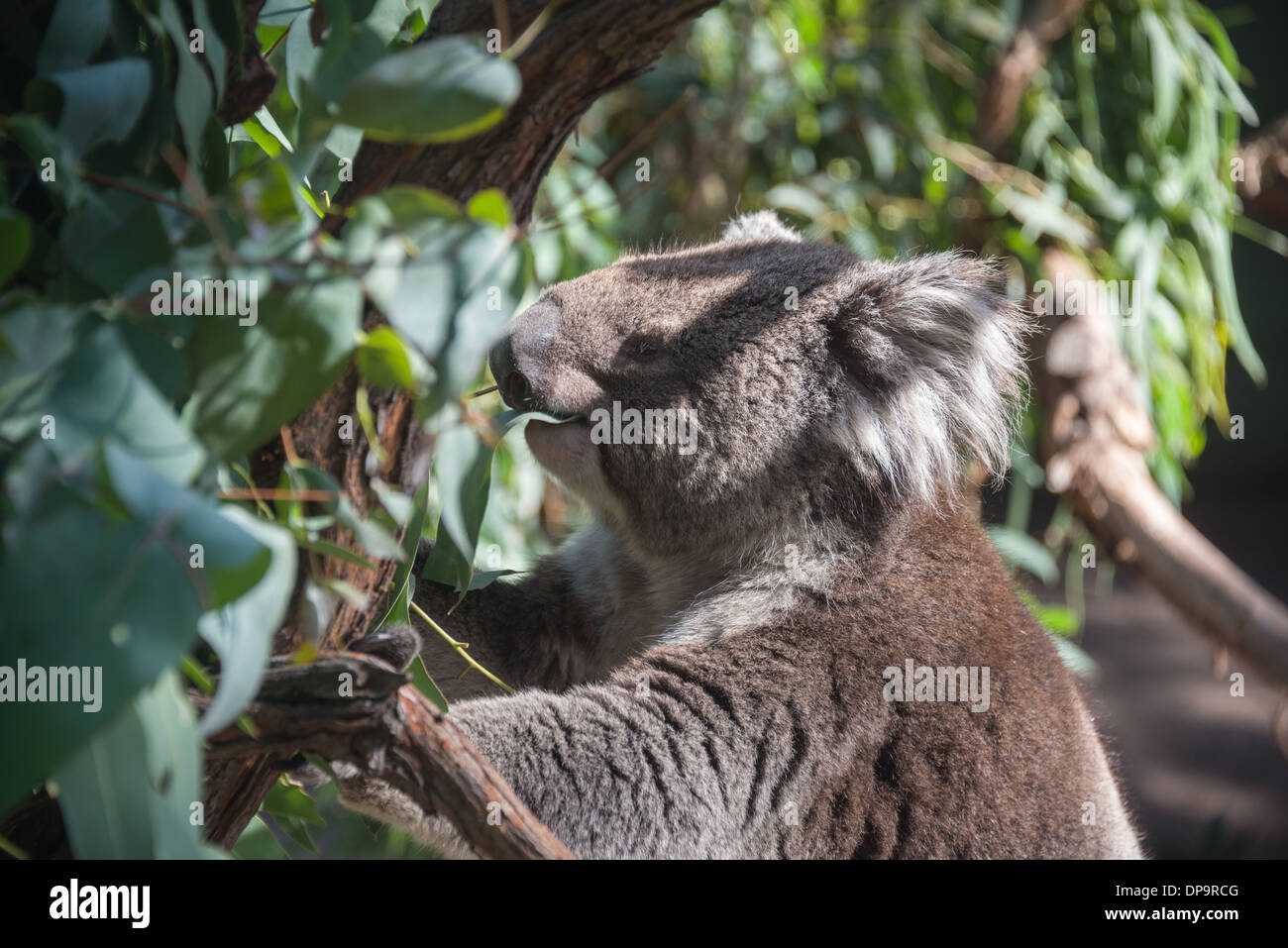 Koala bear in tree Australian marsupial  bear in tree asleep Stock Photo