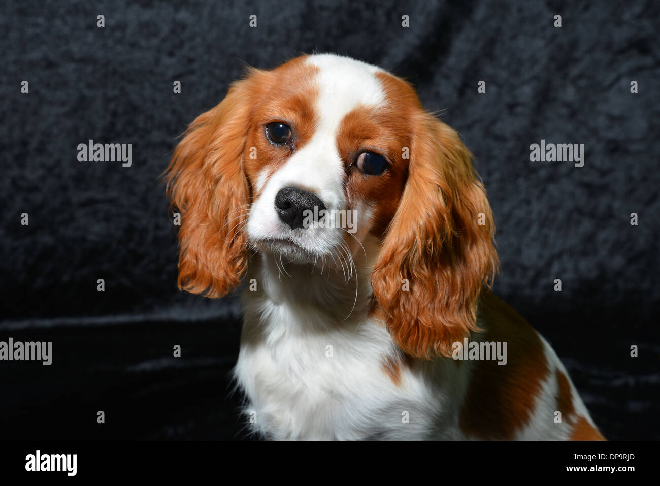 Cavalier King Charles Spaniel photographed sitting against a black ...