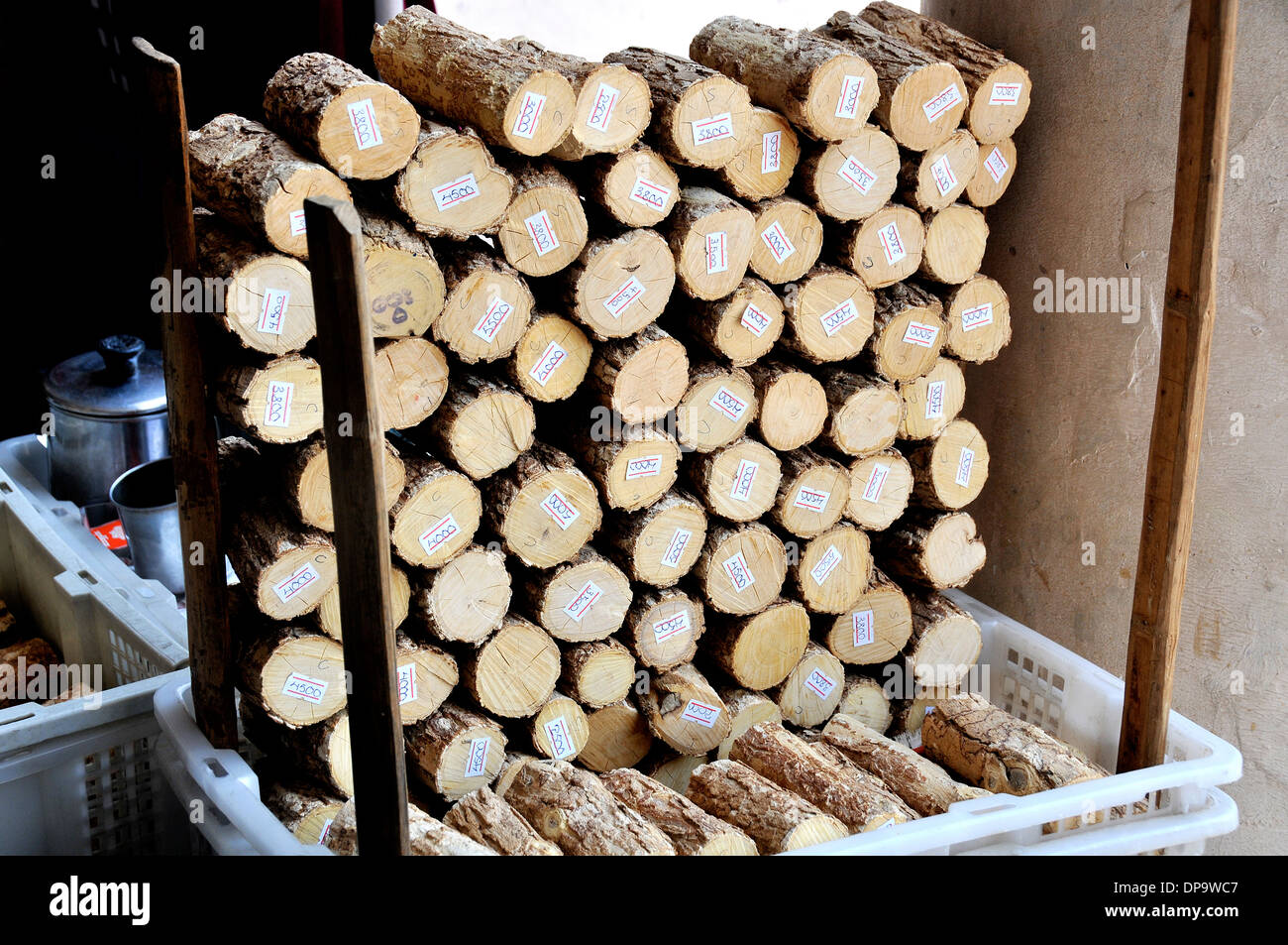 Tanaka bark for the paste which is used as a daily beauty product by Burmese girls, Yangon, Myanmar Stock Photo