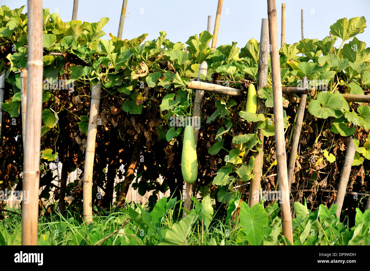 vegetables floating garden Inle lake Myanmar Stock Photo Alamy