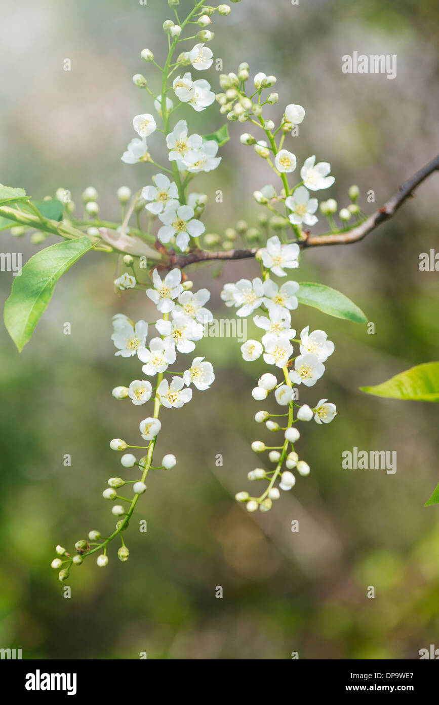 Closeup of flowers on tree in blossom at spring Stock Photo