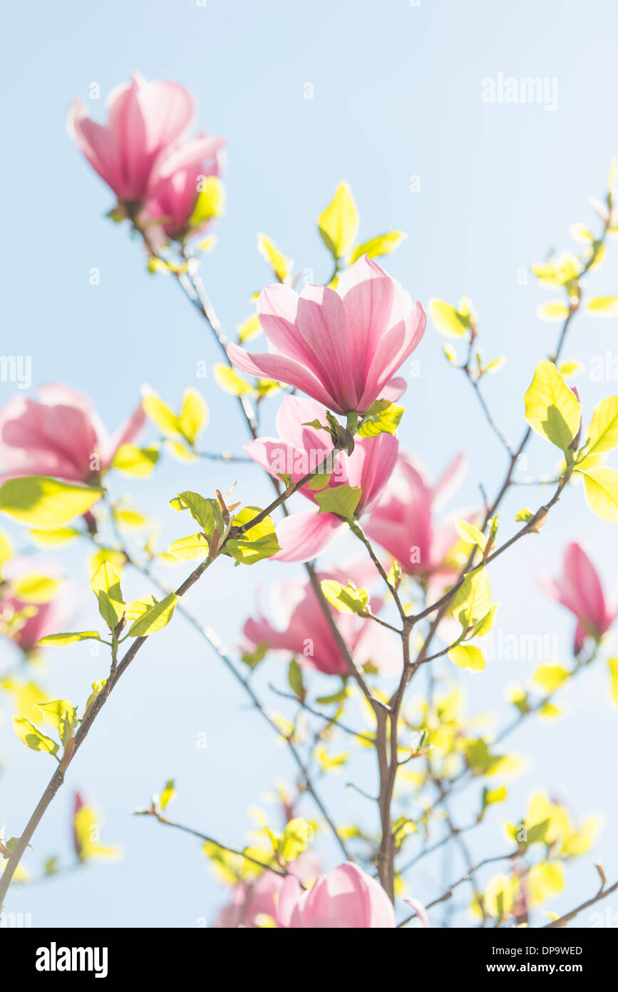 Closeup of pink magnolia flowers growing on a tree at spring with blue ...