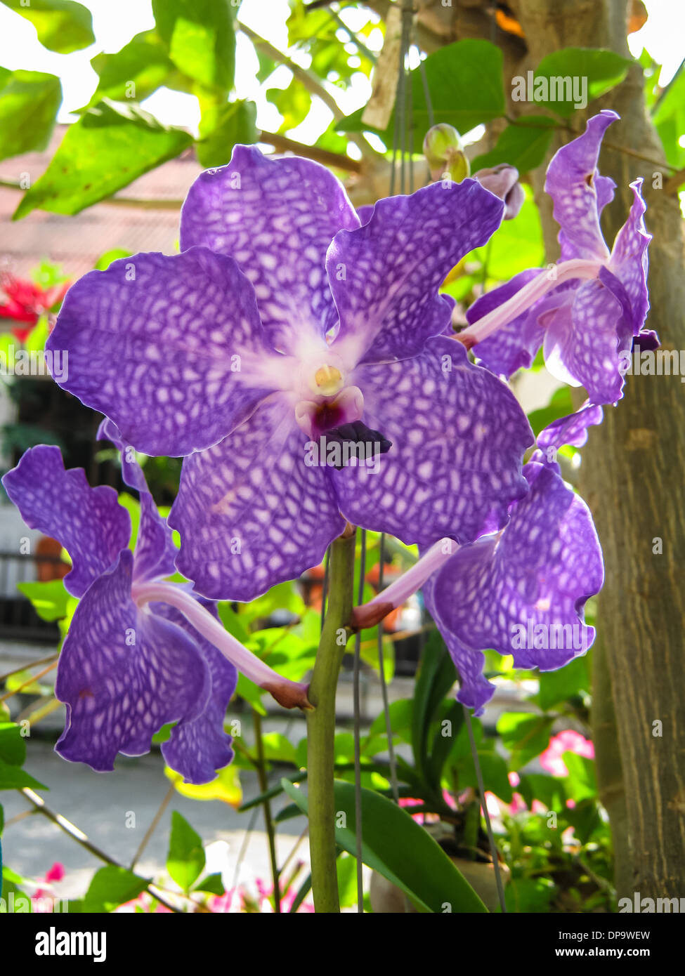 Vanda Manudwadee orchid in garden Stock Photo