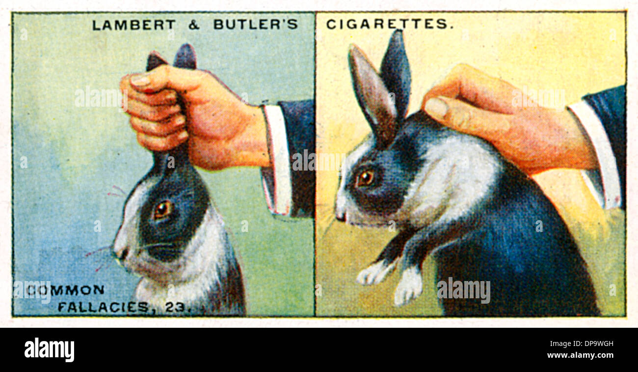 HOW TO PICK UP RABBITS Stock Photo Alamy