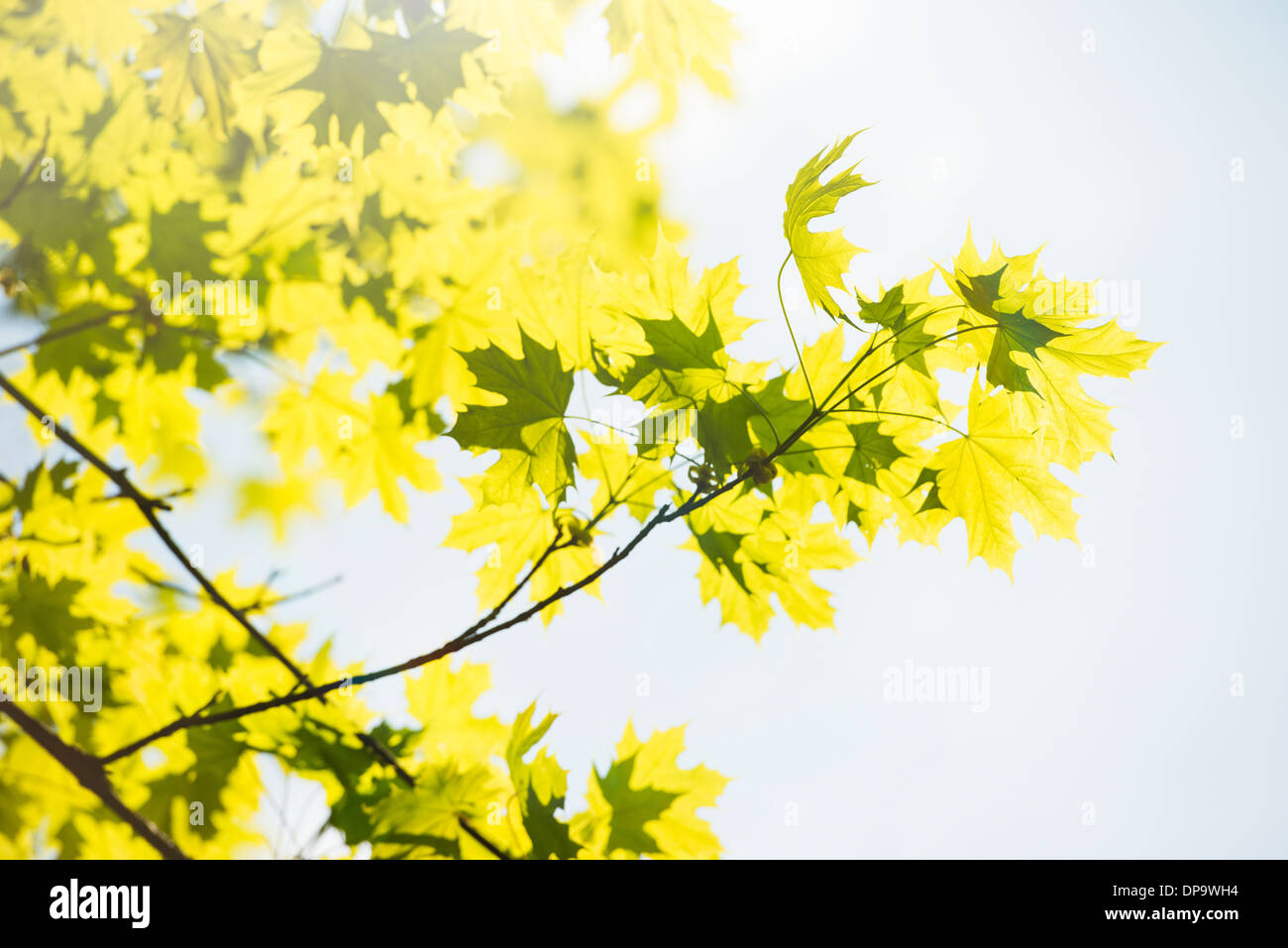 Sunshine and green leaves on a maple tree at spring Stock Photo