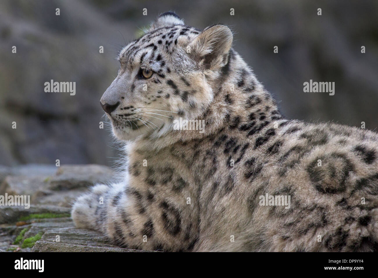 Snow Leopard cub, 7 months old Stock Photo