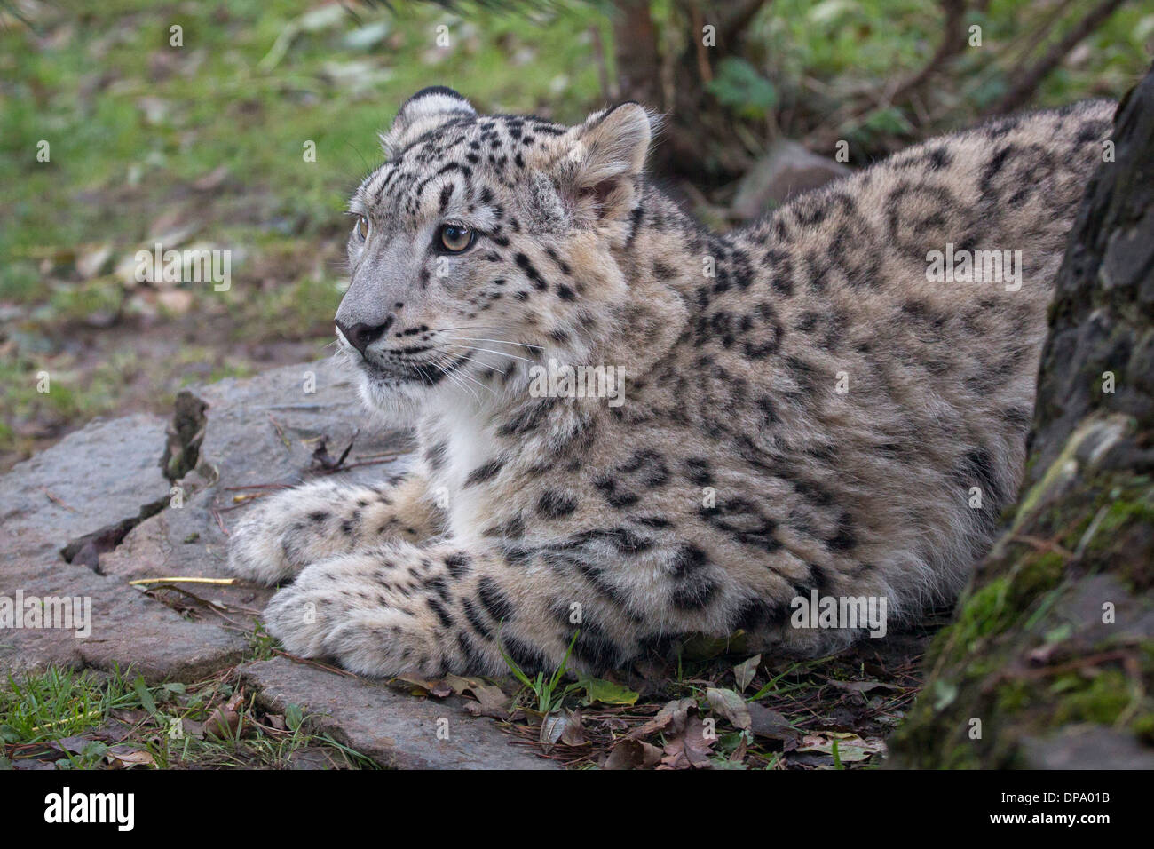 Snow Leopard cub, 7 months old Stock Photo