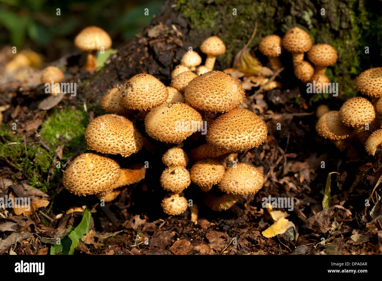 edible mushrooms group (Armillaria mellea) on trunk Stock Photo