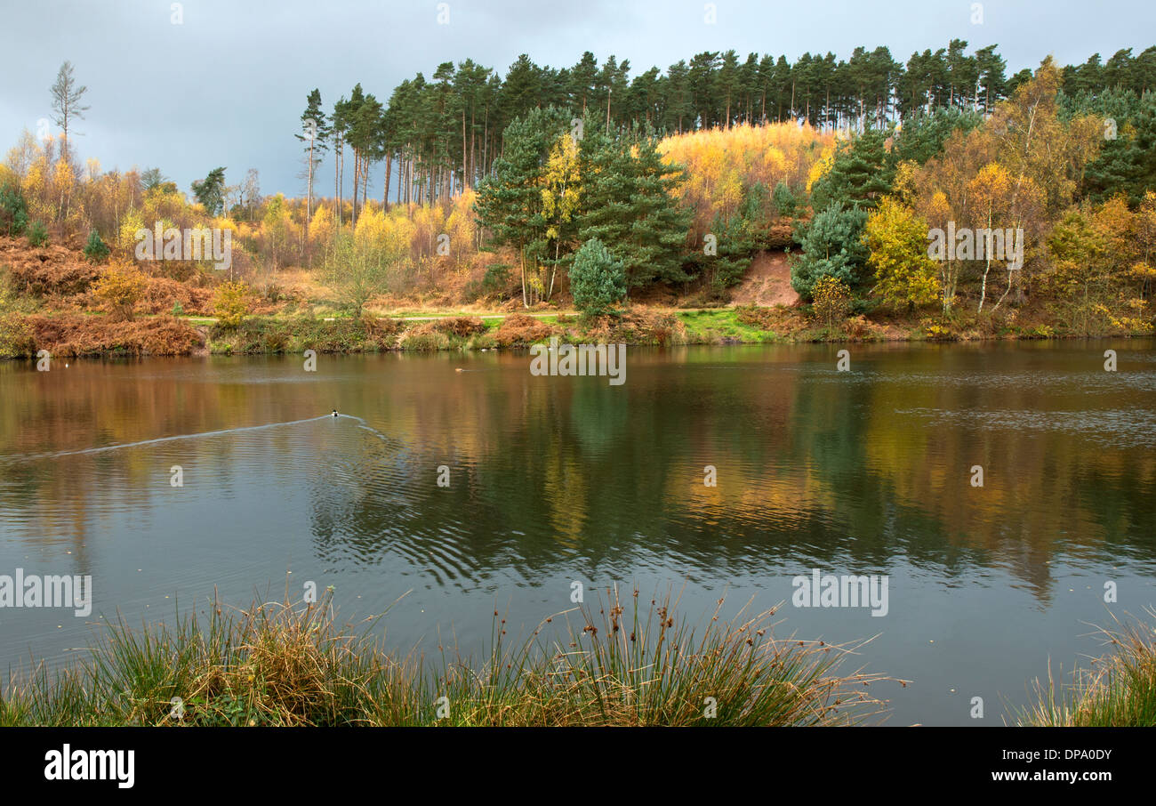 Stunning autumnal hues tints and colour from trees reflected in the waters of Fair Oak pools on Cannock Chase AONB t Stock Photo