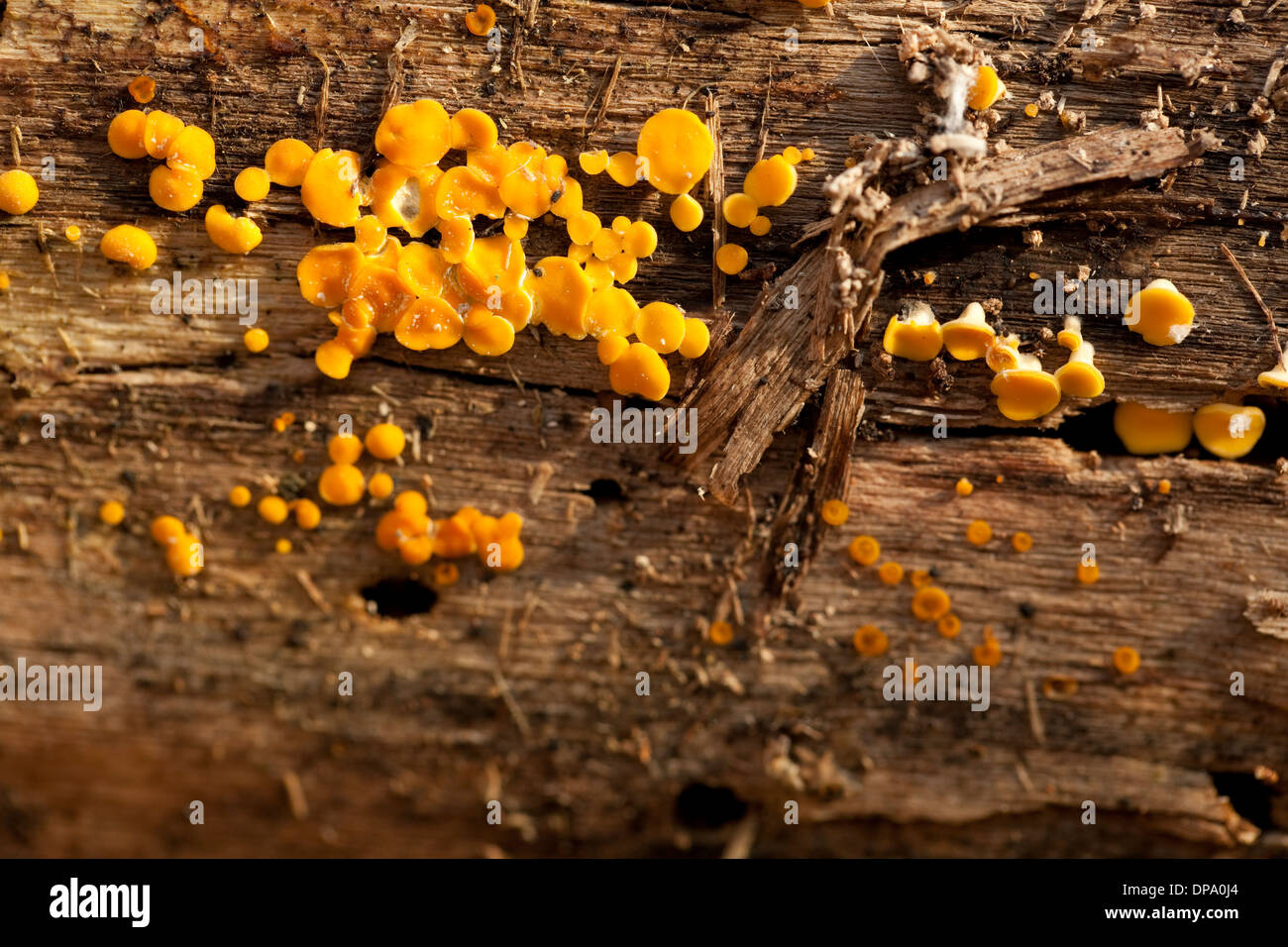 little mushrooms group (Bisporella citrina) on trunk Stock Photo
