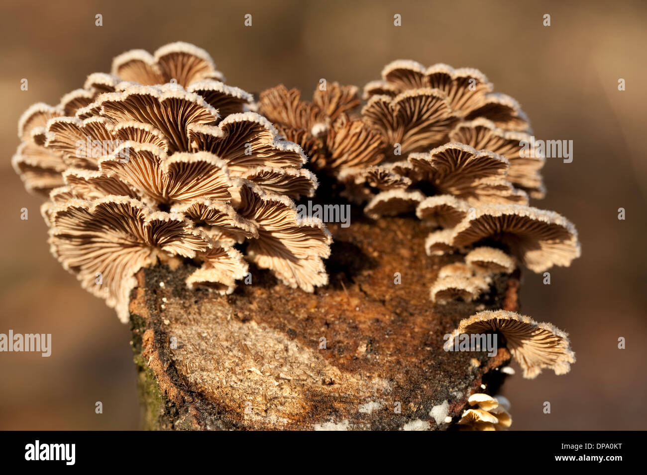 little mushrooms group (Schizophyllum commune) from below Stock Photo