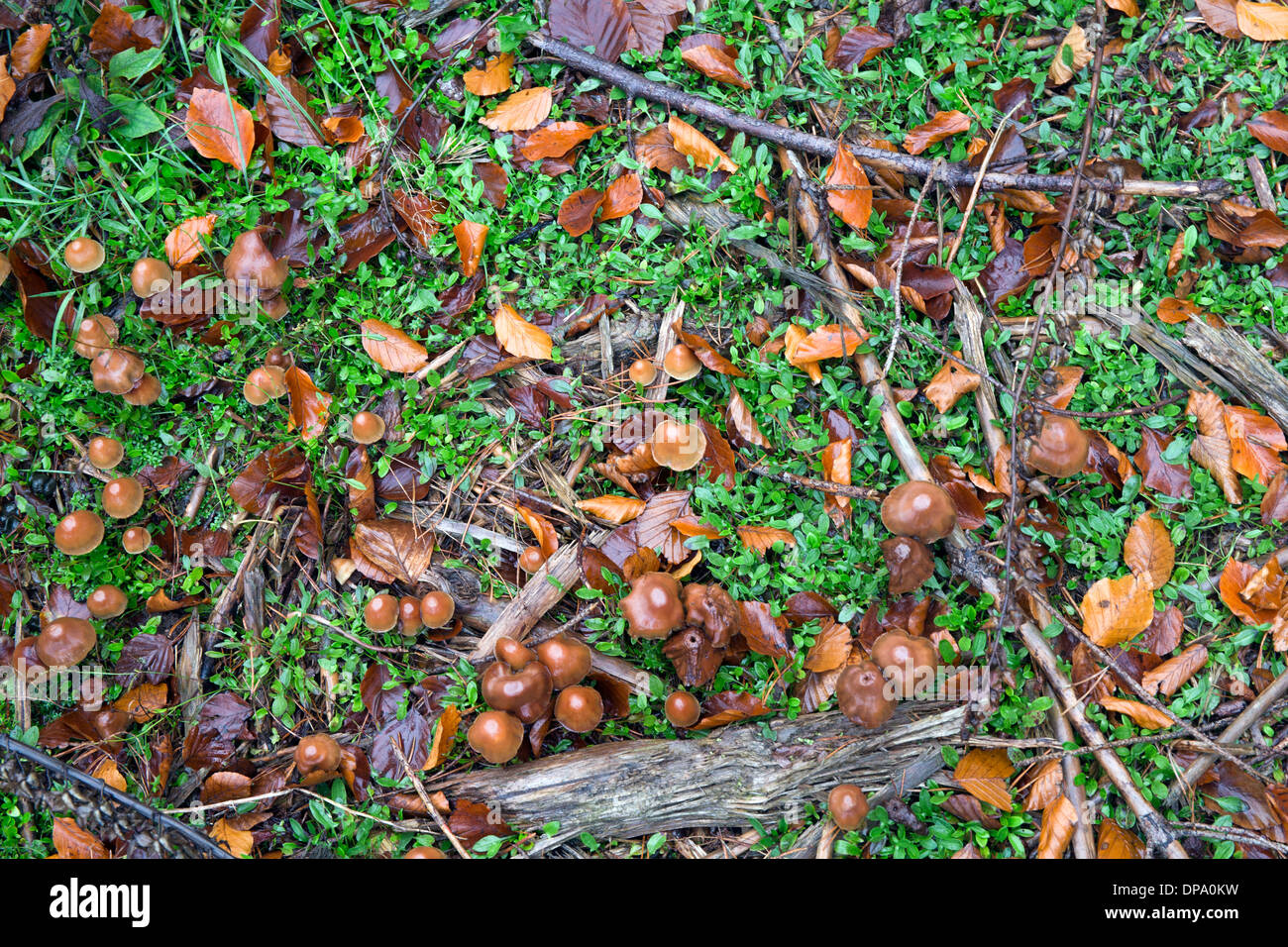 Samll light brown fungi Psilocybe Muscorum on Cannock Chase Area of Outstanding Natural Beauty in autumn Staffordshire England U Stock Photo