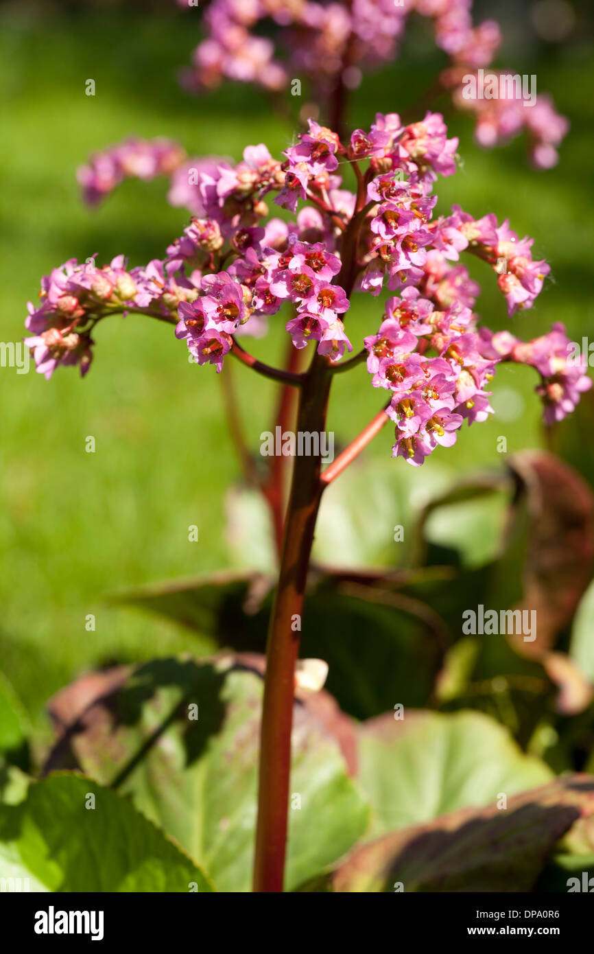 pink little flower (Bergenia Moench) in garden Stock Photo