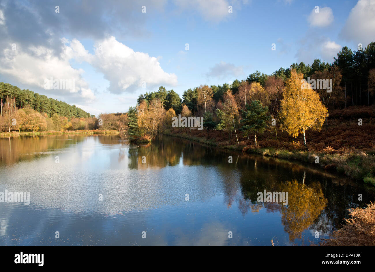 Autumnal hues tints and colour from trees reflected in the waters of Fair Oak pools on Cannock Chase AONB Stock Photo
