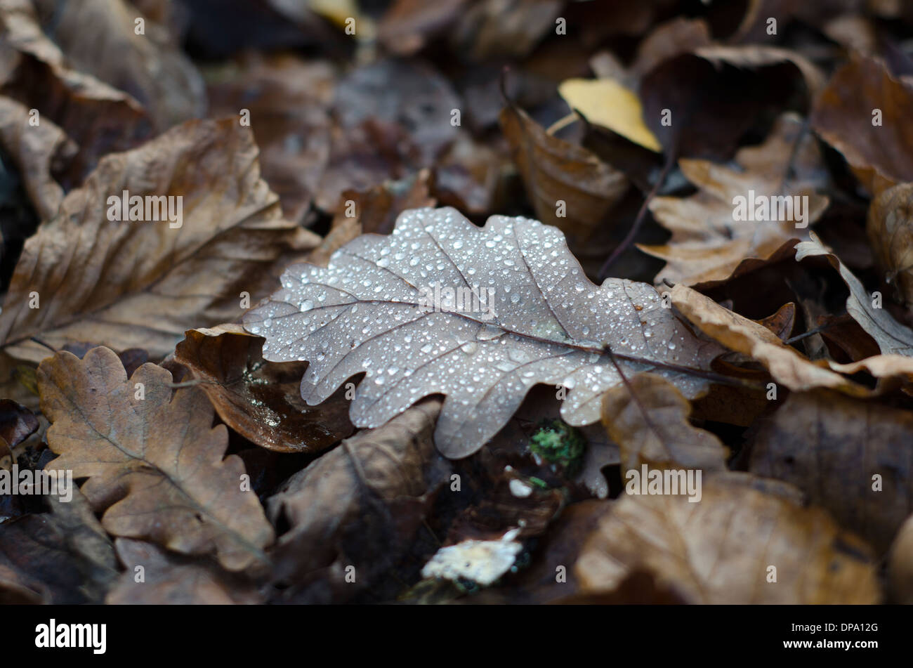 Autumnal fallen leaves covered with glistening morning dew drops. Stock Photo