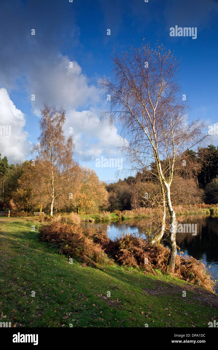 Autumnal hues tints and colour from trees reflected in the waters of Fair Oak pools on Cannock Chase AONB Stock Photo