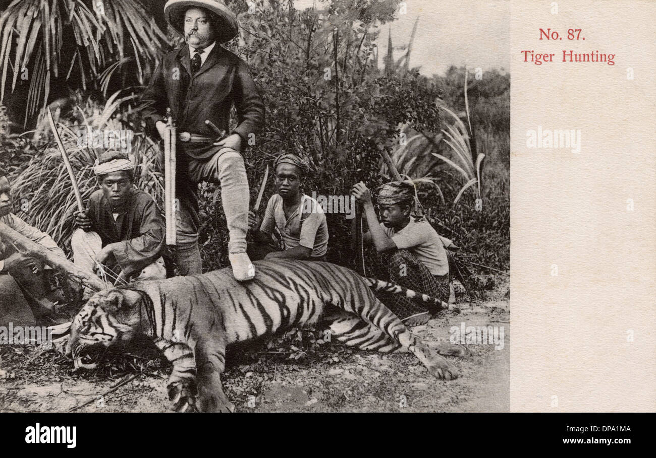 Tiger Hunting in Malaya Stock Photo Alamy