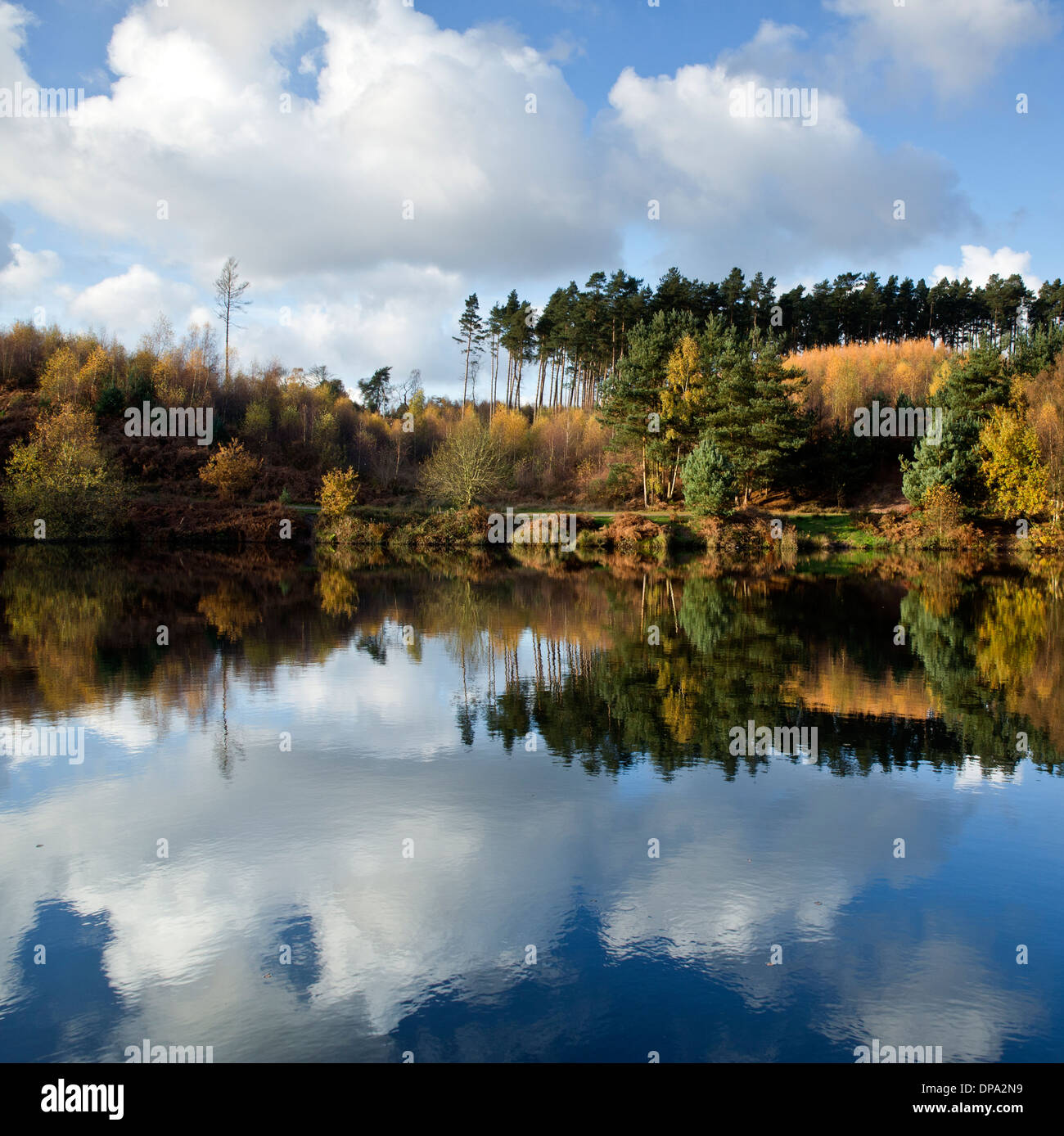 Stunning autumnal hues tints and colour from trees reflected in the waters of Fair Oak pools on Cannock Chase AONB Area of Ousta Stock Photo