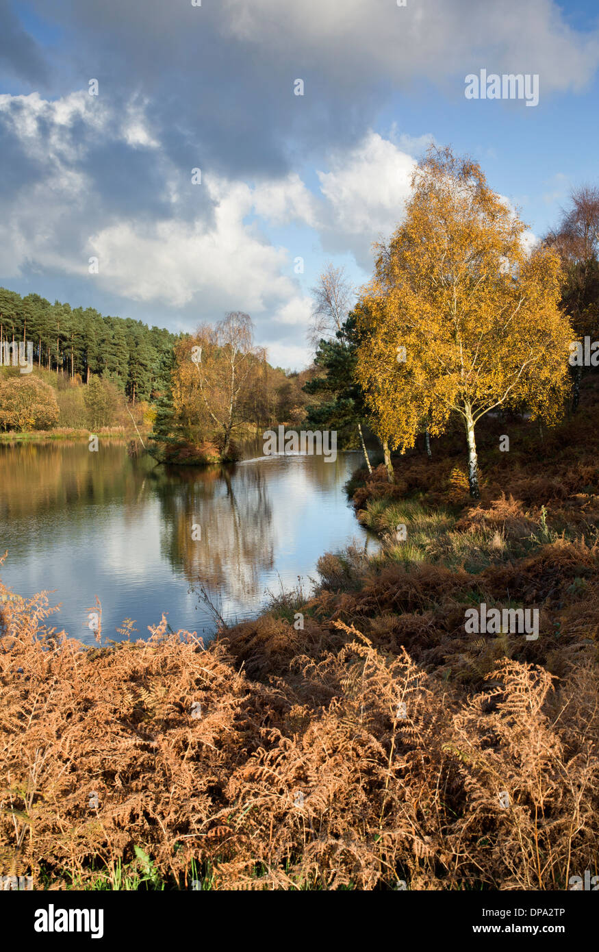 Stunning autumnal hues tints and colour from trees reflected in the waters of Fair Oak pools on Cannock Chase AONBt Stock Photo