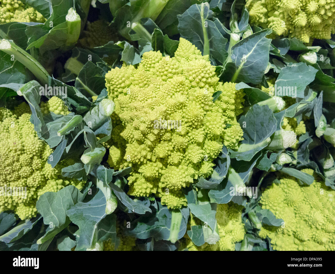 Romanesco, also known as romanesque cauliflower or romanesco broccoli, Italy Stock Photo