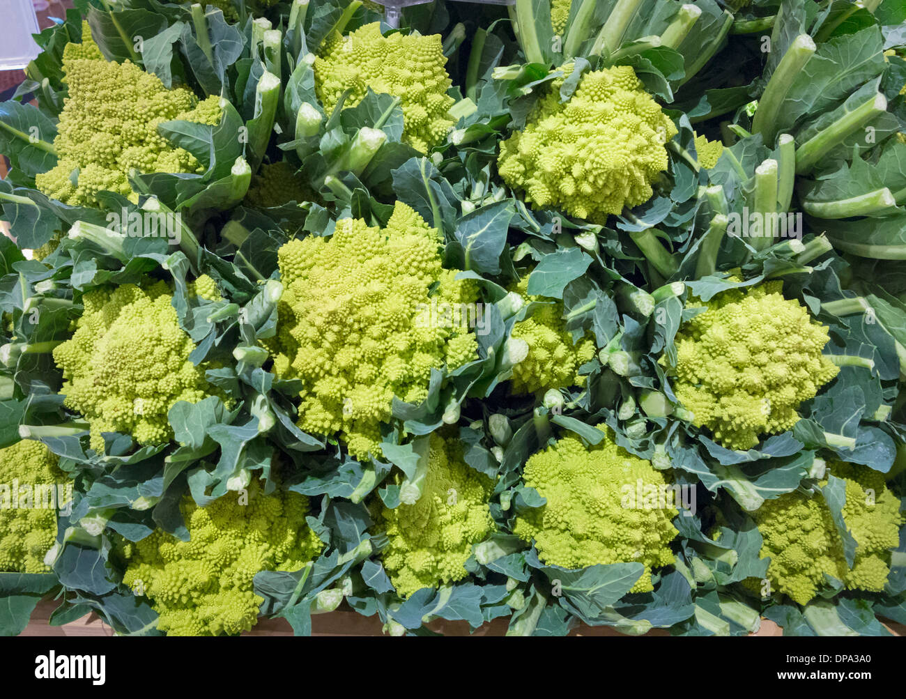 Romanesco, also known as romanesque cauliflower or romanesco broccoli