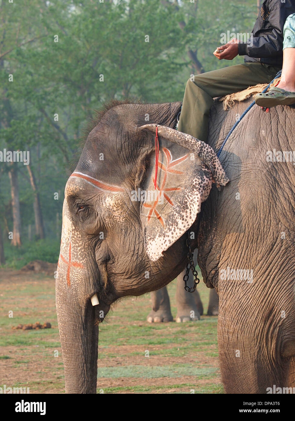 Boy riding elephant hi-res stock photography and images - Alamy
