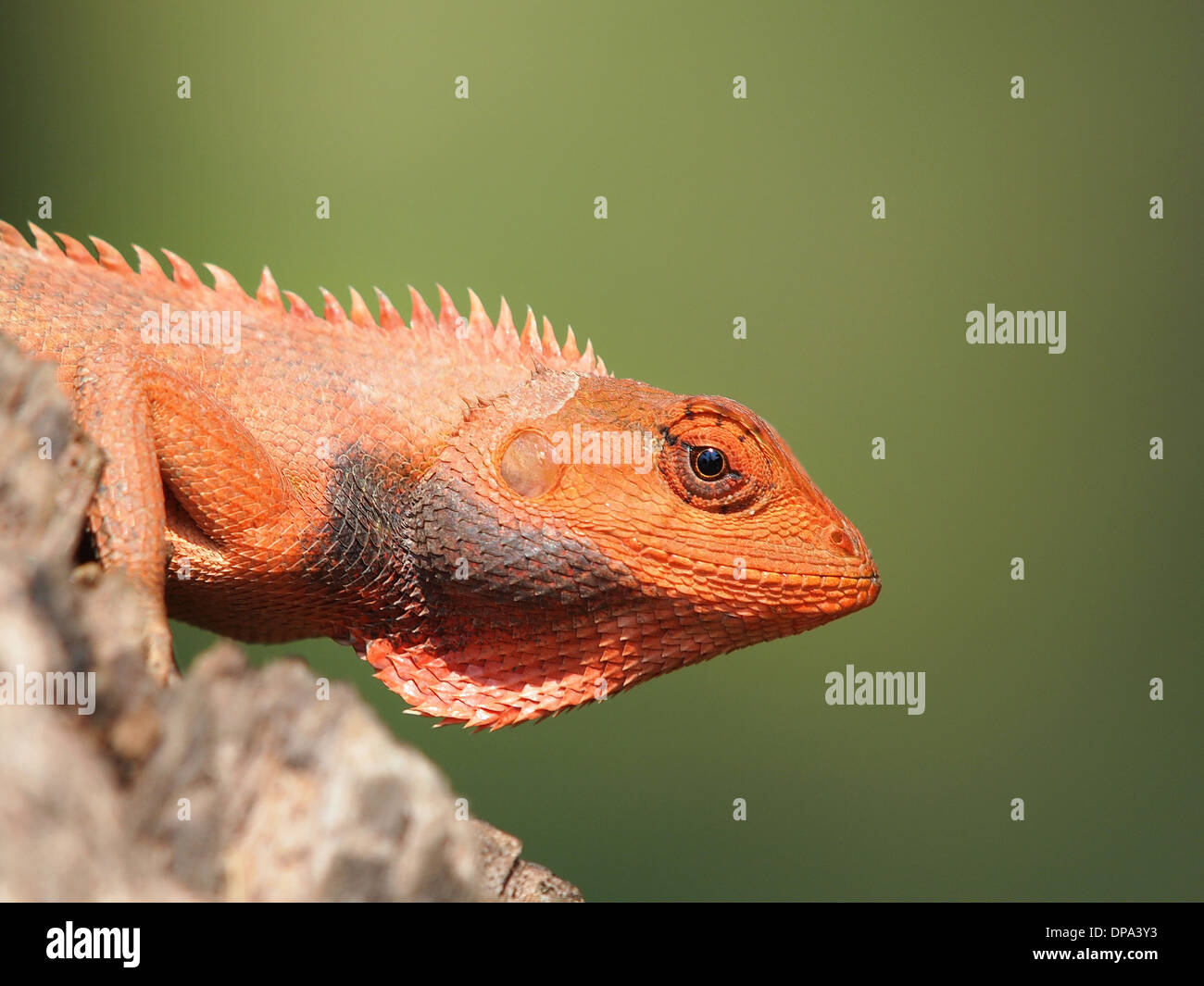orange lizard sitting on tree in the natural habitat. close-up photos ...