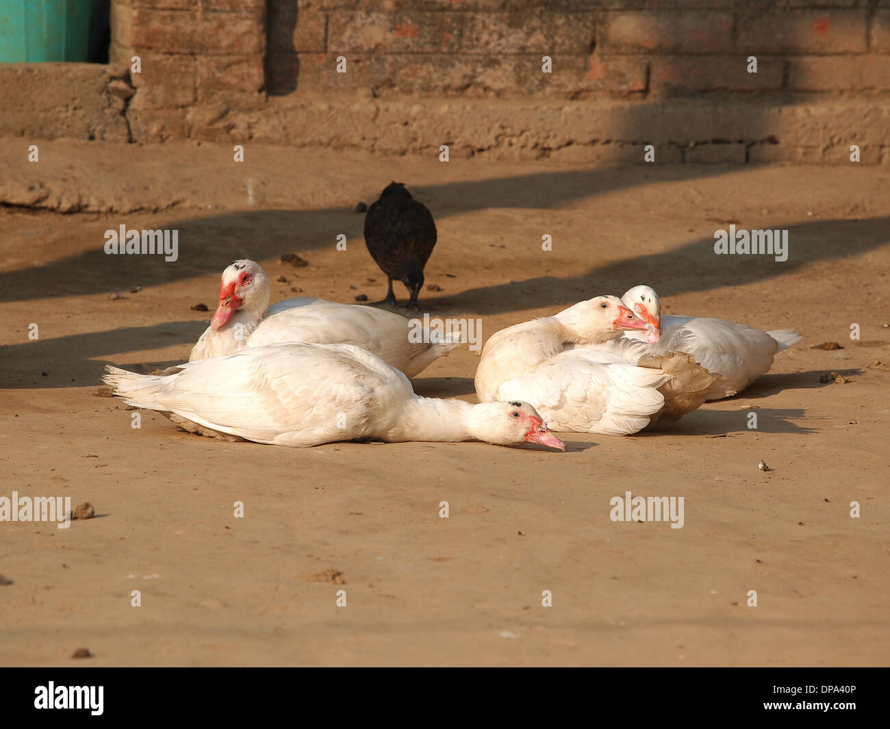 white ducks sleeping in the farm yard Stock Photo Alamy
