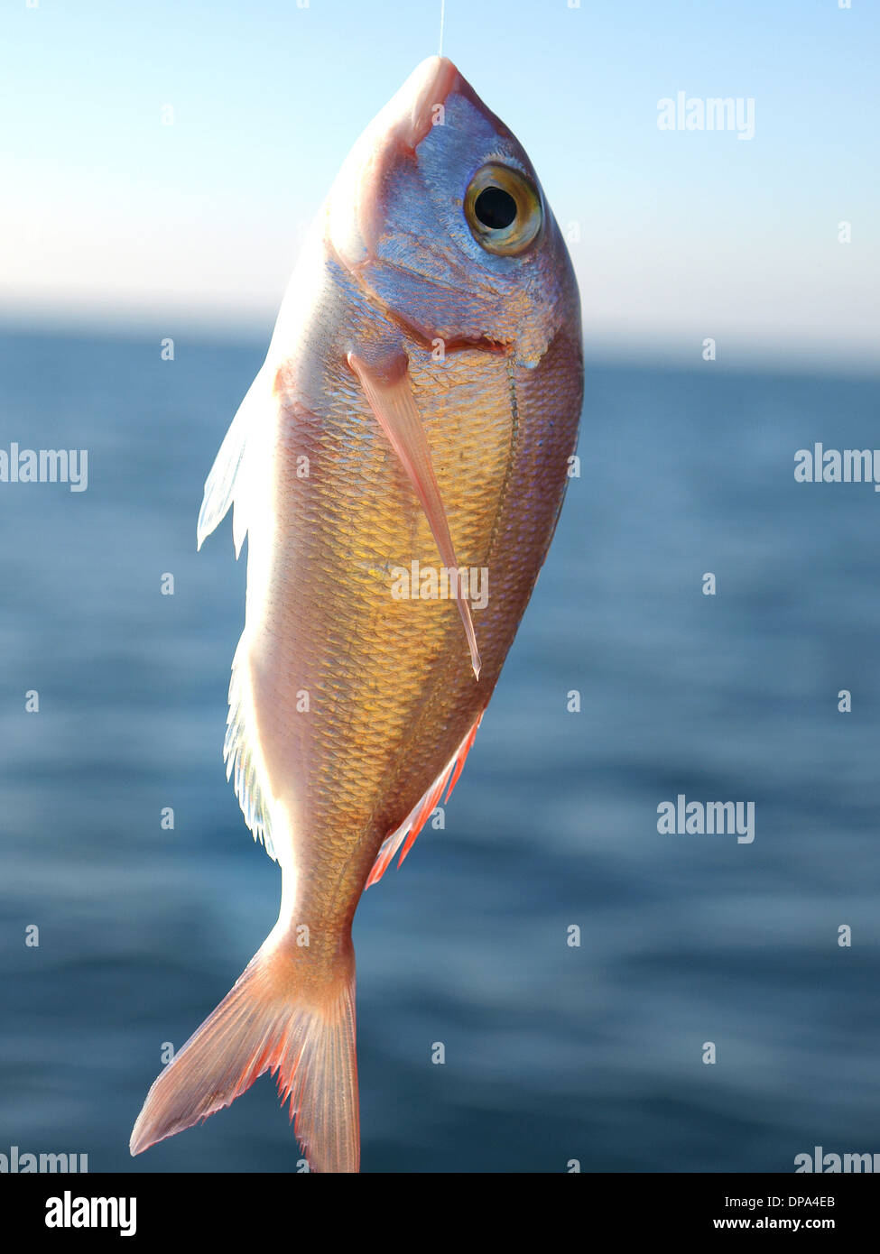 gold fish on the hook Stock Photo
