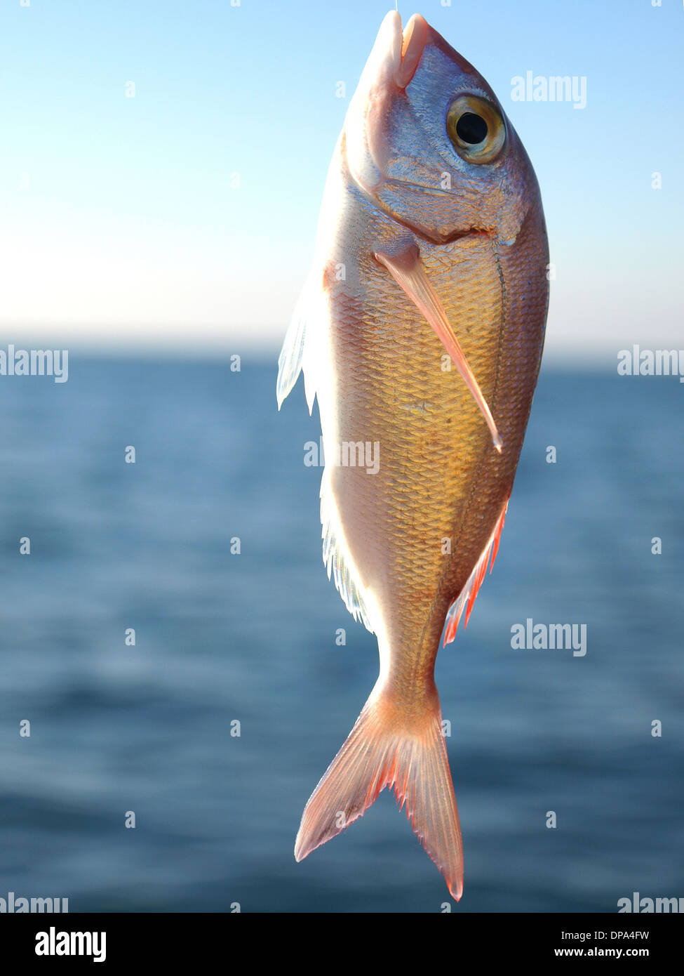 gold fish on the hook Stock Photo