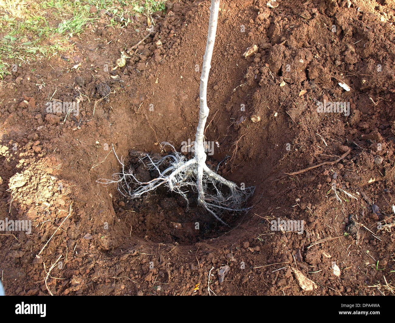 planting fruit tree in the hole Stock Photo Alamy