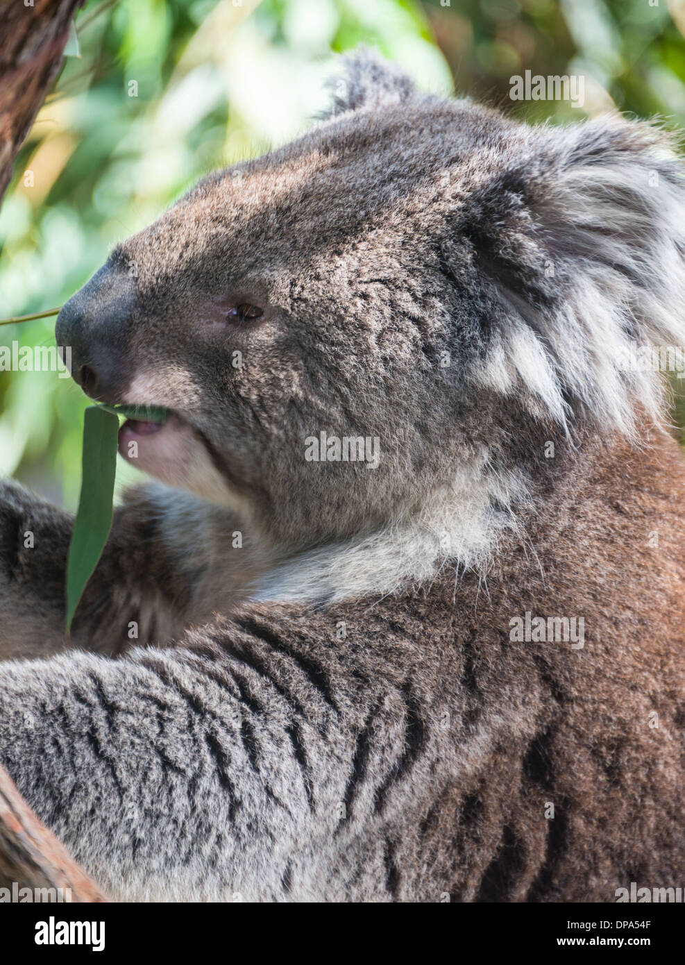 Koala eating close up hires stock photography and images Alamy