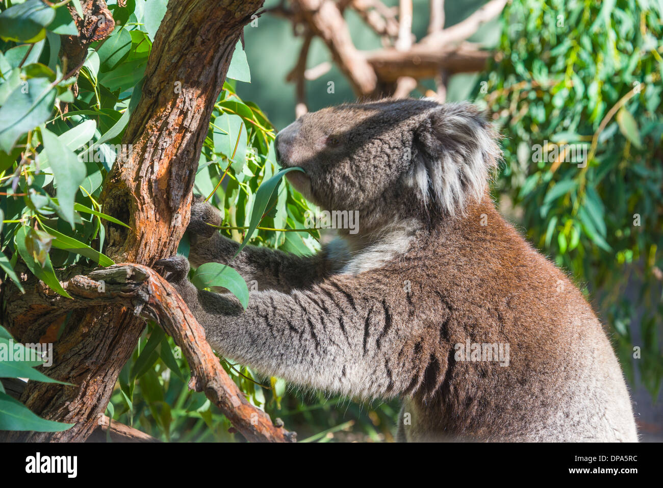 Koala bear in tree Australian marsupial bear in tree eating Stock Photo