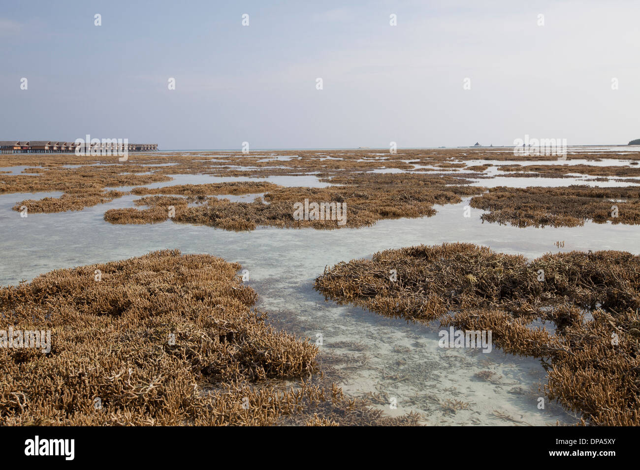 Bleached Coral at Low tide on Hudhuranfushi Island, North Male Atoll, The Maldives Stock Photo