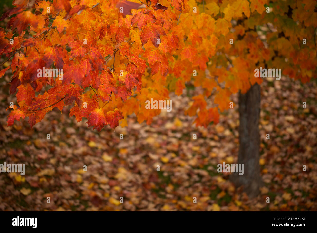 Classic New England Autumn Colors of Red, Yellow and Orange Stock Photo