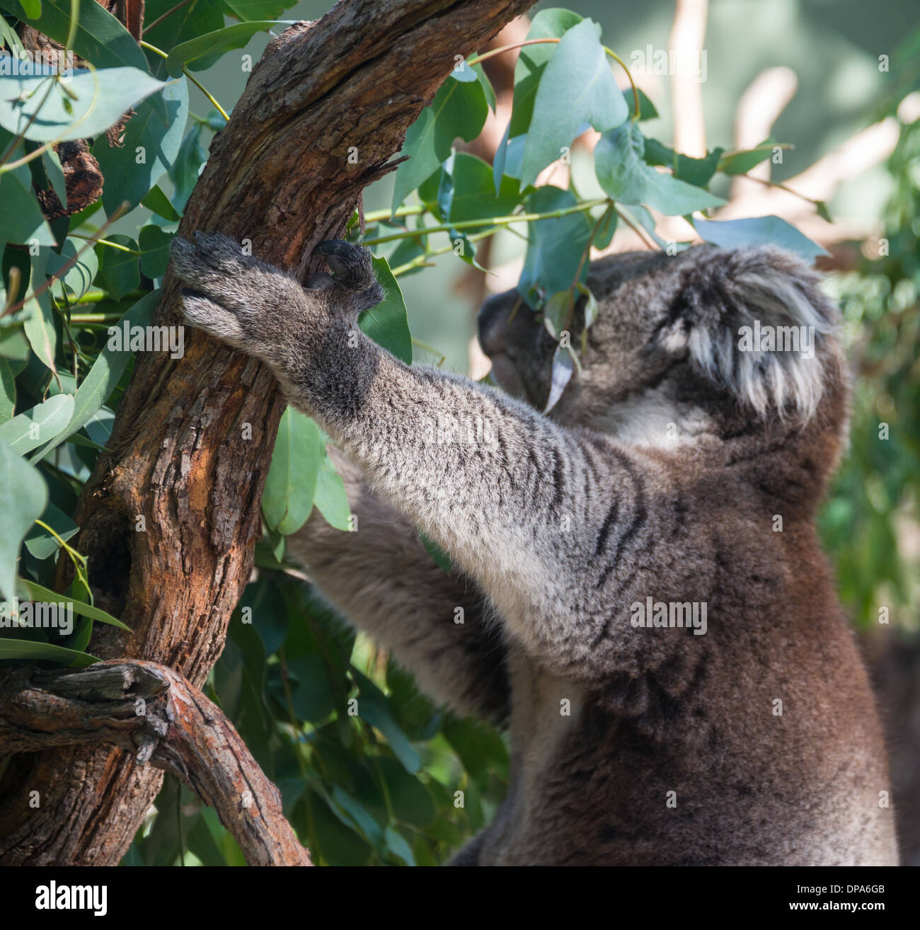 Koala bear in tree Australian marsupial bear in tree asleep Stock Photo