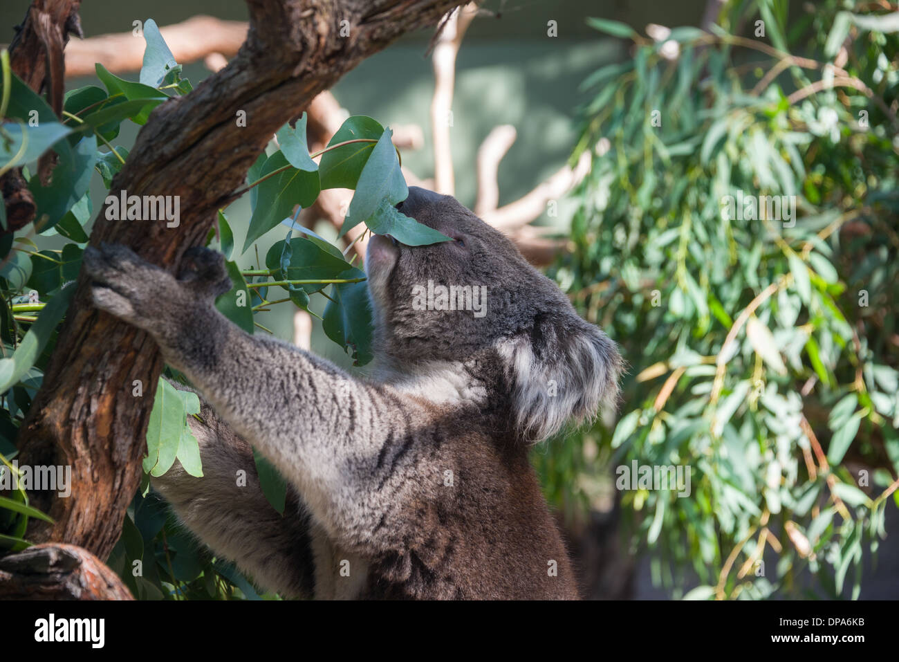 Koala bear gum tree hi-res stock photography and images - Alamy