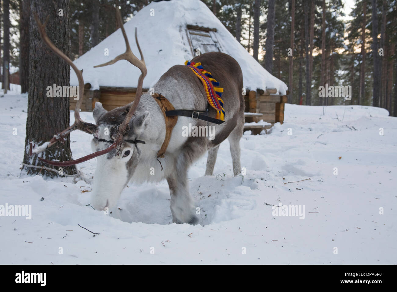 Domestic Reindeer at Jokkmokk Historic Fair Laponia Sweden Winter Stock Photo