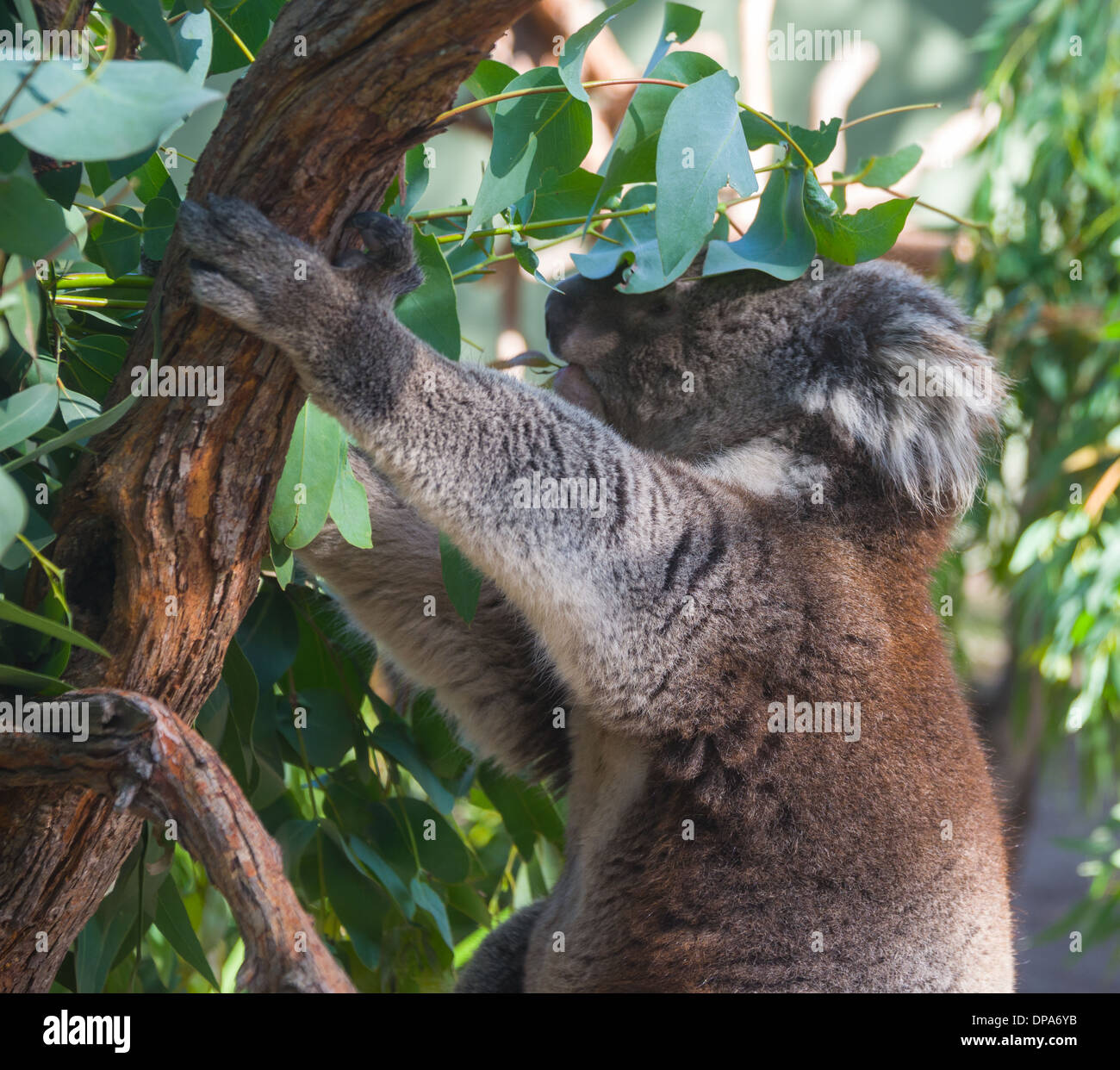 Koala bear in tree Australian marsupial bear in tree koala eating Stock
