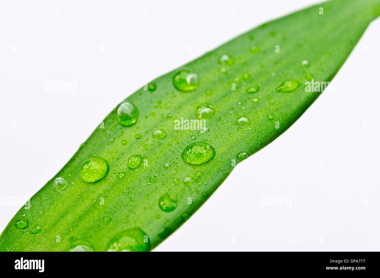 Water drops on a Dracaena Lucky Bamboo leaf Stock Photo