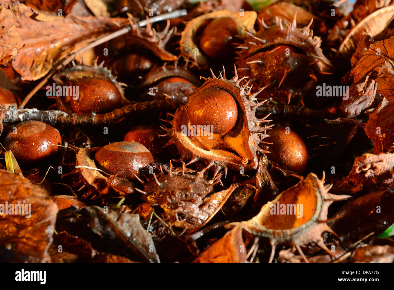 Fallen conkers from Aesculus hippocastanum (Horse Chestnut) tree laying amongst Autumn leaves Stock Photo