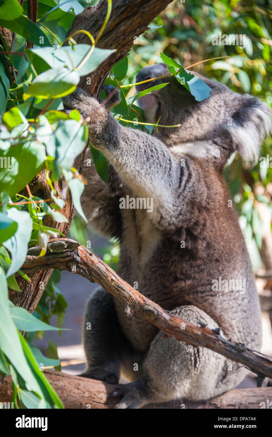 Koala bear in tree Australian marsupial bear in tree asleep Stock Photo