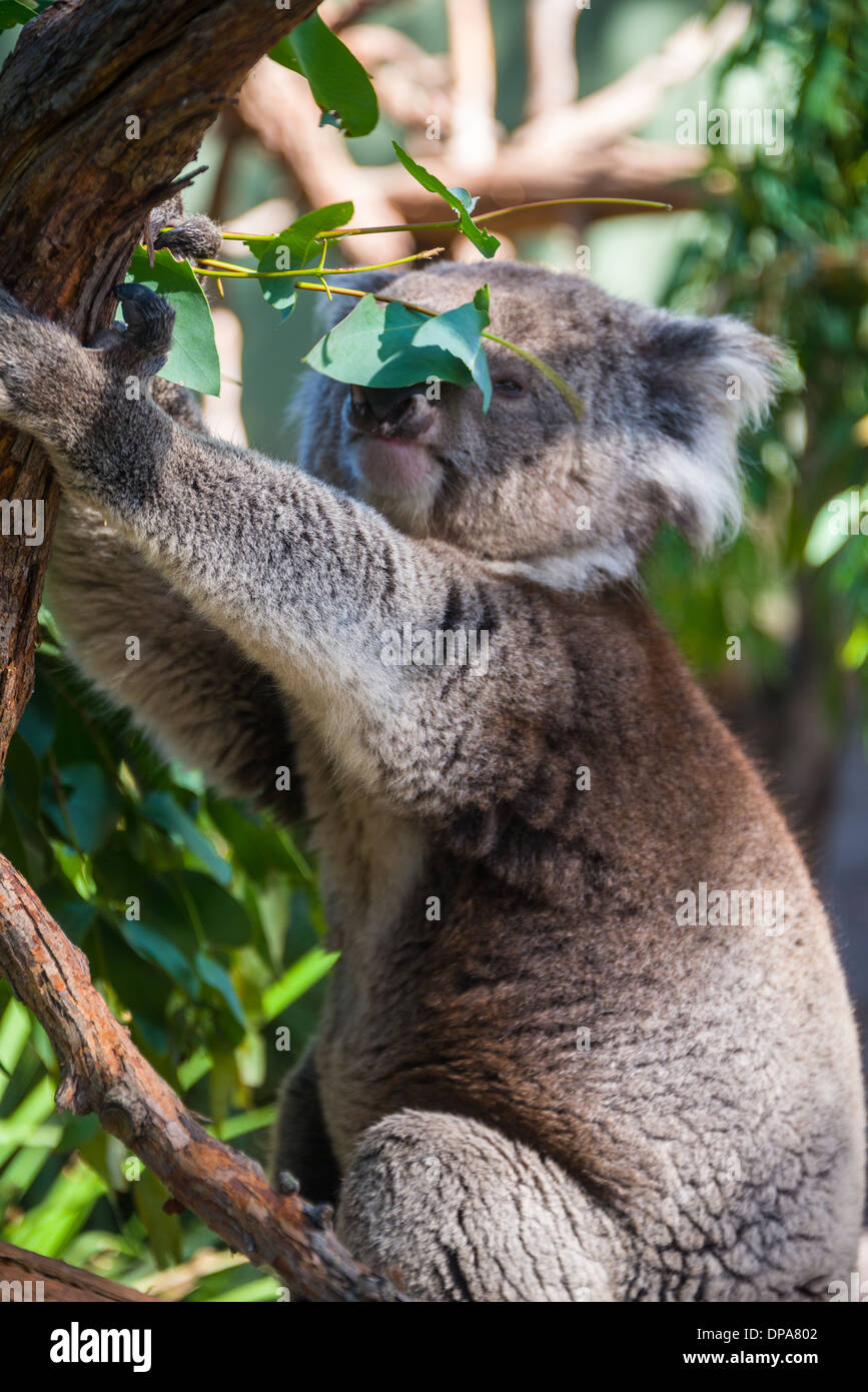 Koala bear in tree Australian marsupial bear in tree cute koala eating